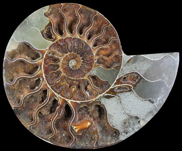 Cut Ammonite Fossil (Half) - Deep Crystal Pockets #71049
